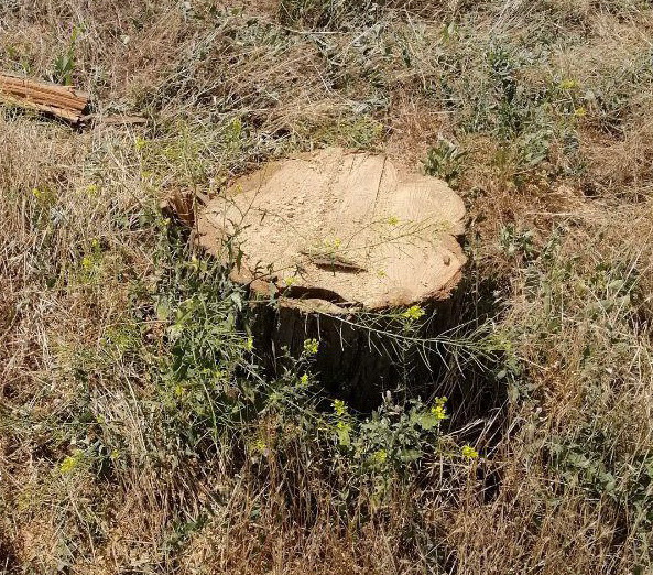 В Николаеве администрация уничтожает сквер в Корабельном районе без разрешения на спил деревьев, а чиновники устраивают "разборки" с местными жителями - СМИ (ФОТО и ВИДЕО 18+) 7