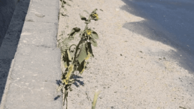 На аварийном мосту в Николаеве расцветают подсолнухи | Корабелов.ИНФО