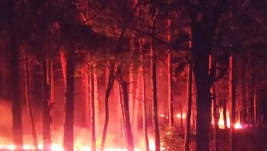 Предполагаемая причина – поджог: в Балабановском лесу выгорело 1500 кв. м хвойной подстилки | Корабелов.ИНФО