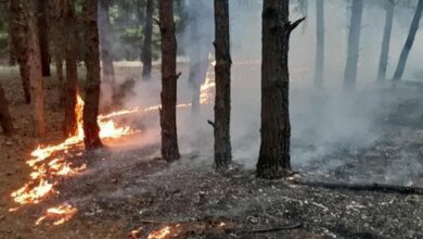 Неизвестные подожгли Балабановский лес | Корабелов.ИНФО