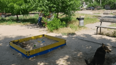 Собаки в Николаеве разрывают котов, а трупы закапывают в детской песочнице | Корабелов.ИНФО
