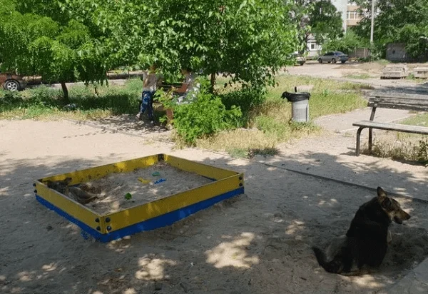 Собаки в Николаеве разрывают котов, а трупы закапывают в детской песочнице | Корабелов.ИНФО