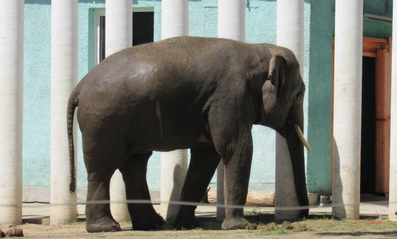 В Николаевском зоопарке отпраздновали юбилей слона Динкара | Корабелов.ИНФО image 2