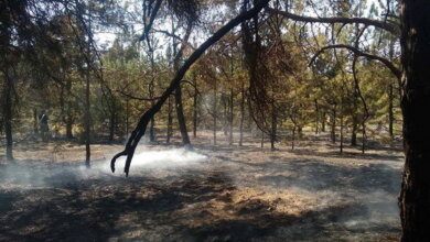 Знову підпал: рятівники гасили чергову пожежу в Балабанівському лісі | Корабелов.ИНФО