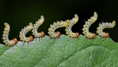 Как избавиться от гусениц в саду? | Корабелов.ИНФО