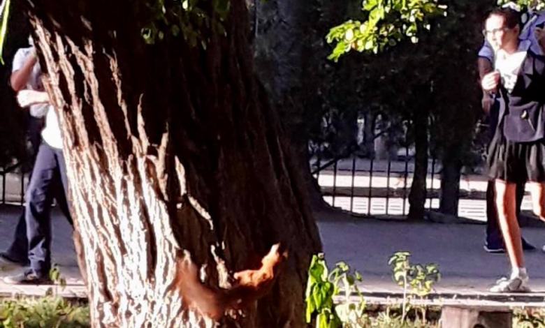 "Хорошая примета": белочка в гимназии Корабельного района | Корабелов.ИНФО