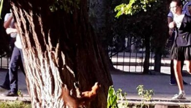 "Хорошая примета": белочка в гимназии Корабельного района | Корабелов.ИНФО