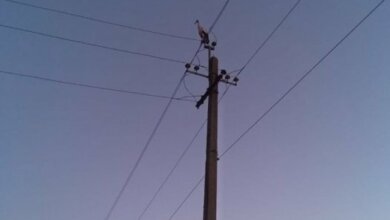 В Широкой балке на фонарных столбах заночевали аисты, летевшие в теплые края | Корабелов.ИНФО