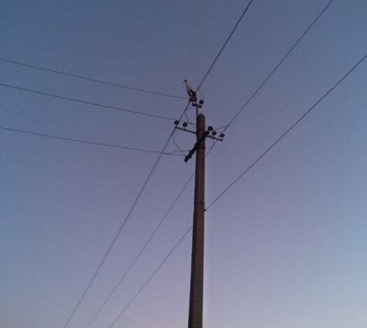 В Широкой балке на фонарных столбах заночевали аисты, летевшие в теплые края | Корабелов.ИНФО