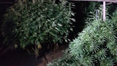 У жителей Витовского района полиция изъяла 69 двухметровых кустов конопли (Видео) | Корабелов.ИНФО