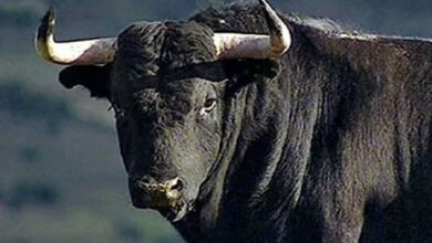 Под Николаевом агрессивный бык насадил на рога пастуха - мужчина скончался | Корабелов.ИНФО