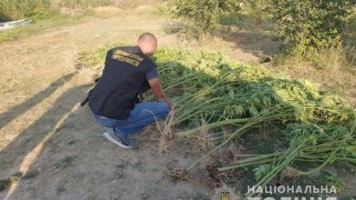 Були заховані в очереті: на Вітовщині поліцейські знайшли понад 60 кущів сортової коноплі (Відео) | Корабелов.ИНФО