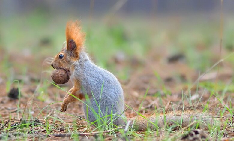 В Балабановке заметили белок. ФОТО | Корабелов.ИНФО