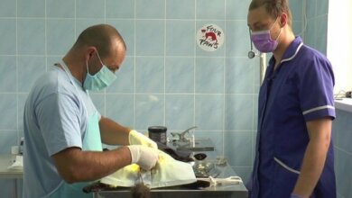 Коту - тату: в Николаеве бездомных котов стерилизуют и набивают им татуировки. ВИДЕО | Корабелов.ИНФО