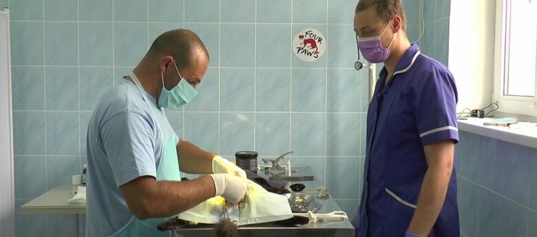 Коту - тату: в Николаеве бездомных котов стерилизуют и набивают им татуировки. ВИДЕО | Корабелов.ИНФО