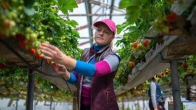 Заробитчанам в ЕС дадут европейскую зарплату | Корабелов.ИНФО