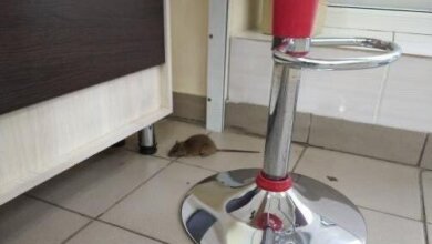 В кондитерском магазине Николаева покупатели обнаружили живую крысу. Видео | Корабелов.ИНФО