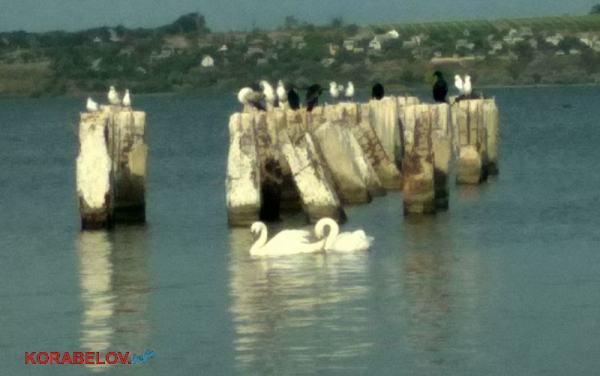 лебеди на пляже "Чайка" (07.10.2020)