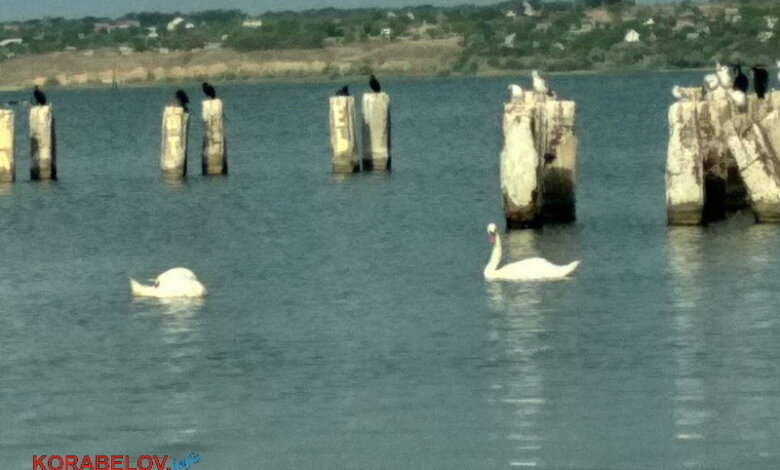 Лебеди и мусор (видео): контрасты жизни в Корабельном районе | Корабелов.ИНФО image 5