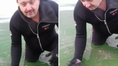 Работы длились 2 часа: водолазы из Корабельного района достали со дна реки затонувший Айфон | Корабелов.ИНФО