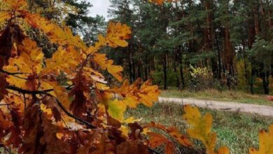 На 1-2˚ вище за кліматичну норму: прогноз погоди на Миколаївщині у листопаді | Корабелов.ИНФО