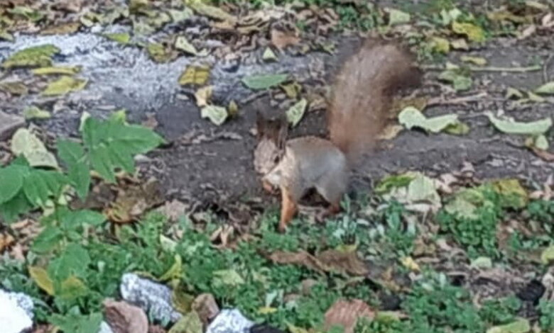 Белки поселились и в парке "Богоявленский" | Корабелов.ИНФО image 1