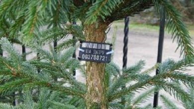 "Откуда дровишки?" Николаевцы могут проверить происхождение новогодней елки с помощью телефона | Корабелов.ИНФО