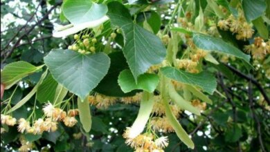 В парке Корабельного района появятся сотни лип. Николаевцев приглашают присоединиться к высадке деревьев | Корабелов.ИНФО