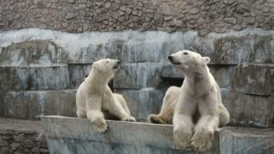 Белые медведи в Николаевском зоопарке впали в спячку | Корабелов.ИНФО image 2
