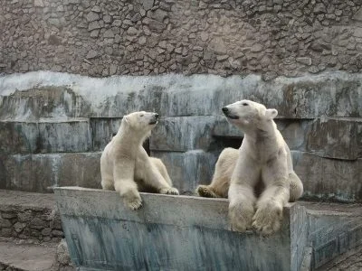 Белые медведи в Николаевском зоопарке впали в спячку | Корабелов.ИНФО image 2
