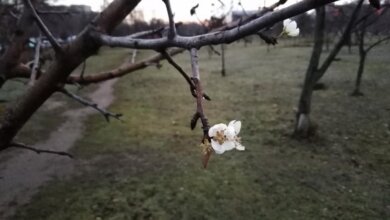 В Николаеве перед Новым годом зацвели деревья | Корабелов.ИНФО