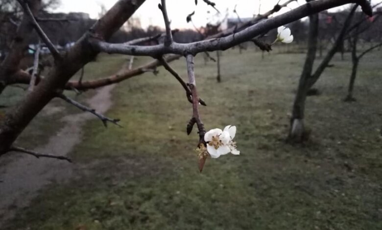 В Николаеве перед Новым годом зацвели деревья | Корабелов.ИНФО