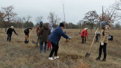 В парке Корабельного района высадили липы (видео) | Корабелов.ИНФО image 1