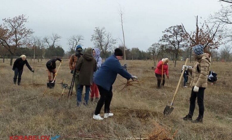 В парке Корабельного района высадили липы (видео) | Корабелов.ИНФО image 1