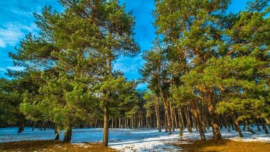 Ясно и морозы: в Николаевской области температура понизилась до -18℃ | Корабелов.ИНФО