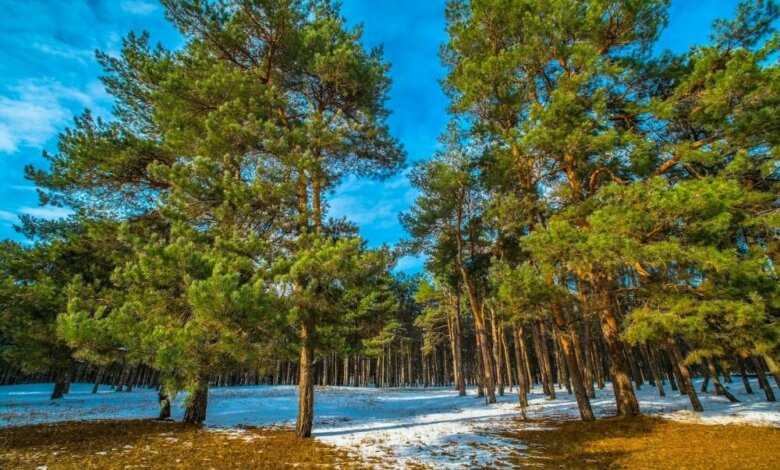 Ясно и морозы: в Николаевской области температура понизилась до -18℃ | Корабелов.ИНФО