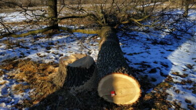 Уничтожают дубы: в Корабельном районе снова орудуют браконьеры | Корабелов.ИНФО image 1