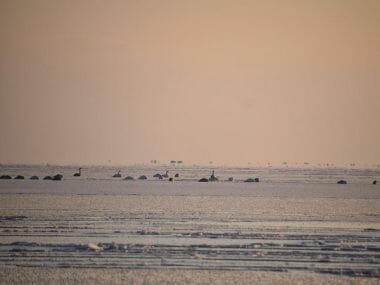 Спасатели, используя "Торнадо", пытались помочь лебедям | Корабелов.ИНФО image 8