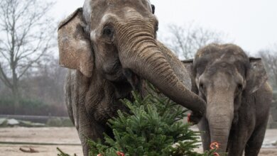 Николаевцев просят не выбрасывать новогодние ёлки, а отдать их в зоопарк на корм животным | Корабелов.ИНФО