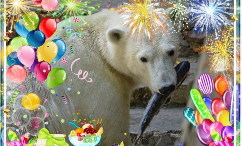 Николаевский зоопарк в период локдауна можно будет посетить онлайн | Корабелов.ИНФО