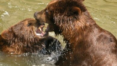 В Николаевском зоопарке день рождения отметили два медведя – им по 21 году | Корабелов.ИНФО