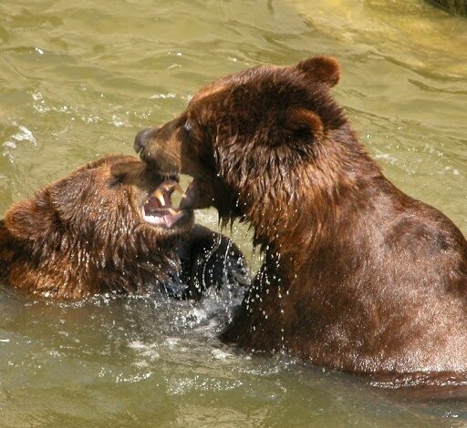 В Николаевском зоопарке день рождения отметили два медведя – им по 21 году | Корабелов.ИНФО