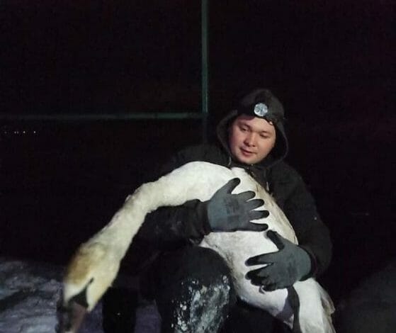 В Вознесенске неравнодушные жители спасли вмерзшего в лед лебедя | Корабелов.ИНФО
