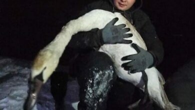 В Вознесенске неравнодушные жители спасли вмерзшего в лед лебедя | Корабелов.ИНФО