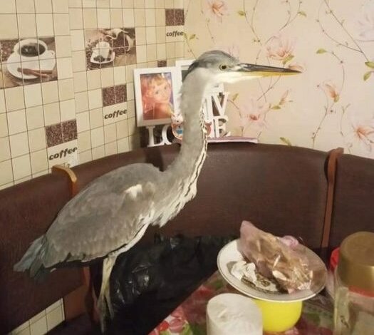 На Кинбурнской косе спасли замерзшую цаплю | Корабелов.ИНФО