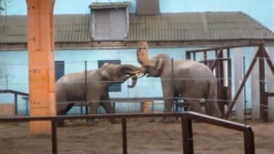 В Николаевском зоопарке показали «слоновьи игры». ВИДЕО | Корабелов.ИНФО