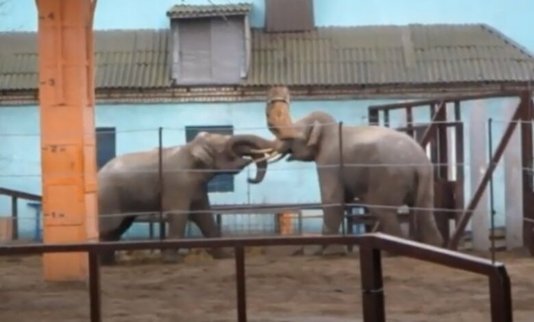 В Николаевском зоопарке показали «слоновьи игры». ВИДЕО | Корабелов.ИНФО
