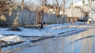 "Есть агрессивные!": своры бродячих собак продолжают нарушать покой николаевцев | Корабелов.ИНФО