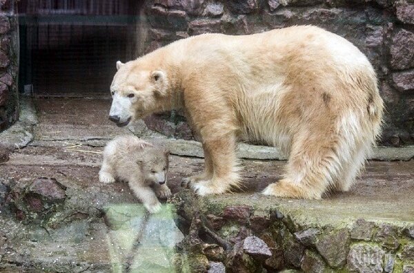 В Николаевском зоопарке белая медведица притворилась беременной | Корабелов.ИНФО