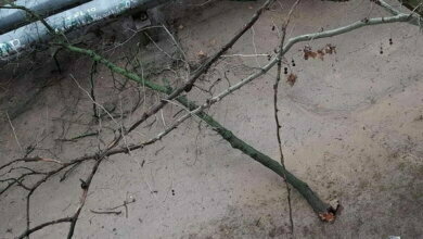 "Сделайте жизнь людей безопасной!", - жители Корабельного района об "аварийных" деревьях | Корабелов.ИНФО image 3